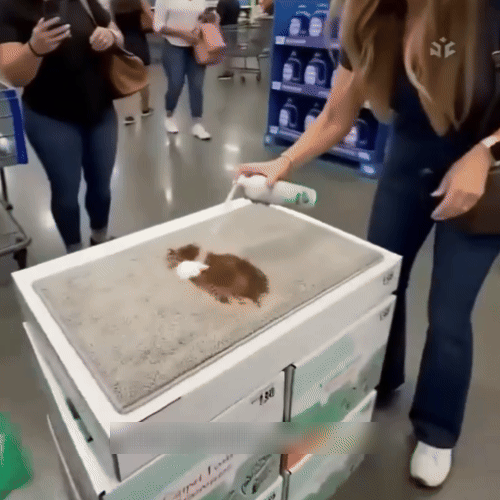 🔥−60 % AUJOURD’HUI💯 Mousse détachante sans eau pour tapis avec chiffon